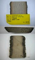 藏品(小葉棕櫚)的圖片
